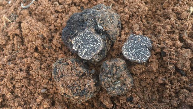 La Diputación de Zamora cosecha las primeras trufas negras en una plantación experimental