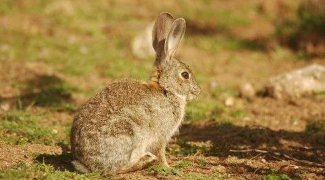 Los conejos están causando grandes daños en los cultivos de la región
