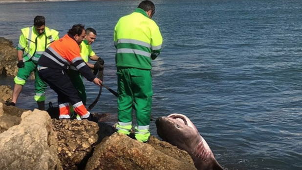 Hallan muerto un tiburón de 3,6 metros y 200 kilos en Santa Pola