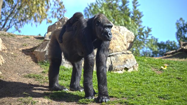 Vídeo: Mbeli, el bebé gorila de Bioparc Valencia cumple siete meses