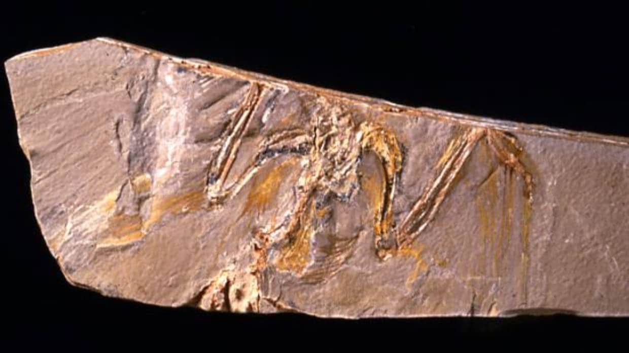 Fósil de Eoalulavis hoyasi encontrado en el yacimiento de Las Hoyas (Cuenca)