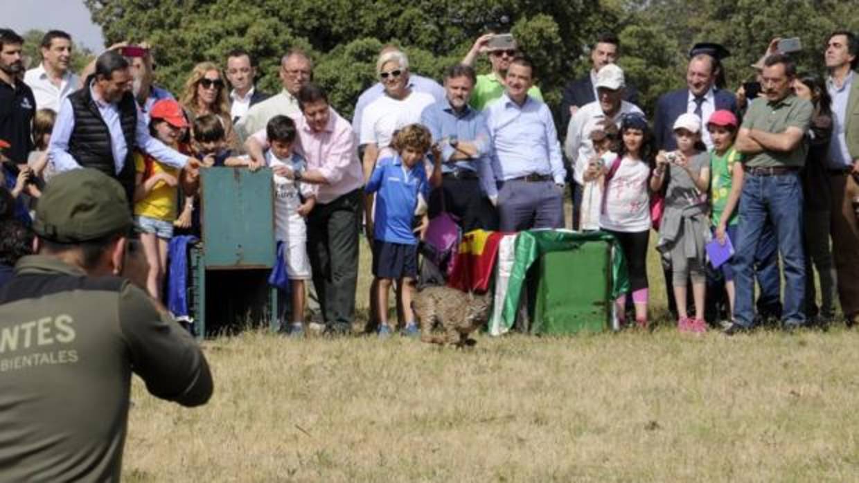 Ecologistas en Acción critica a la Junta de Castilla-La Mancha porque se desconoce la población de linces naturales. En la imagen, el presidente regional, Emiliano García-Page, en la suelta de un lince