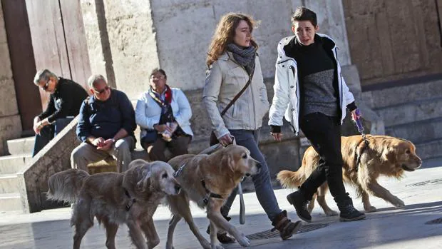 Los ayuntamientos valencianos podrán cobrar por tener un perro y limitar el número de mascotas en casa