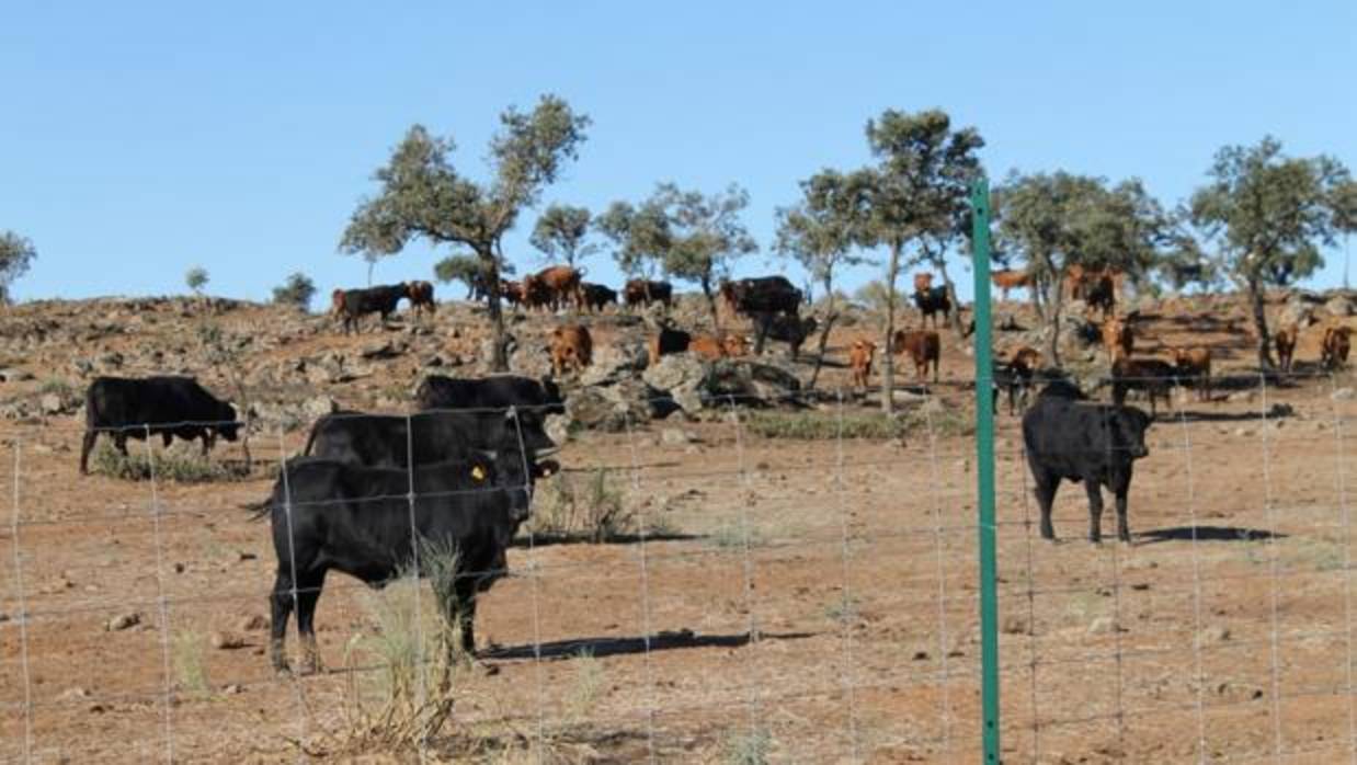 Ganado vacuno en la finca «El Borril»