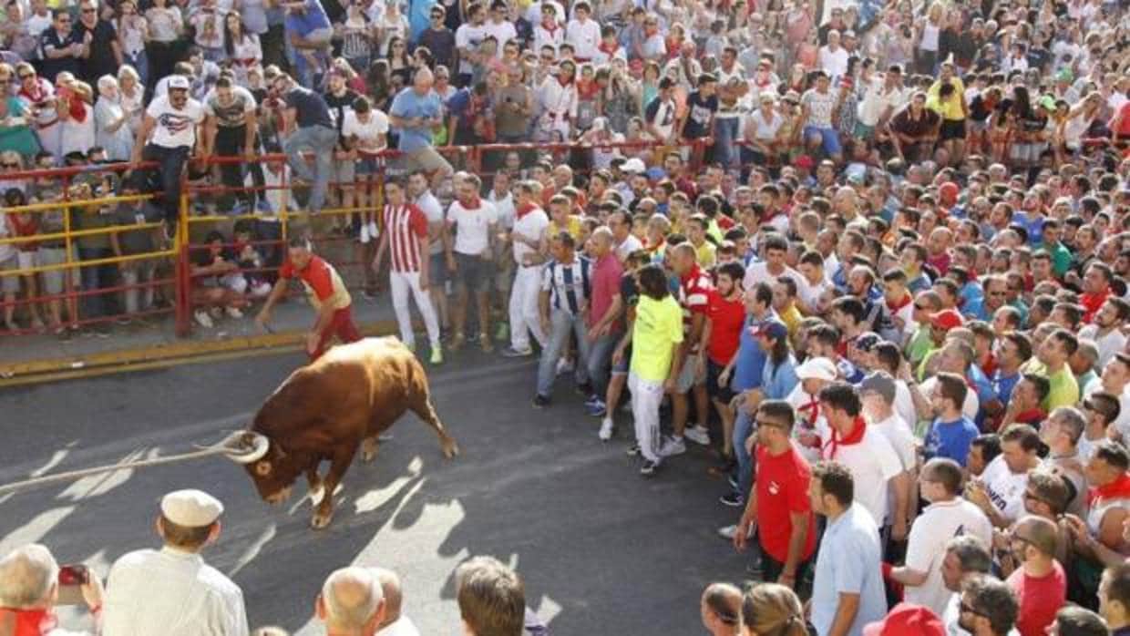 Celebración del toro enmaromado en Benavente (Zamora)