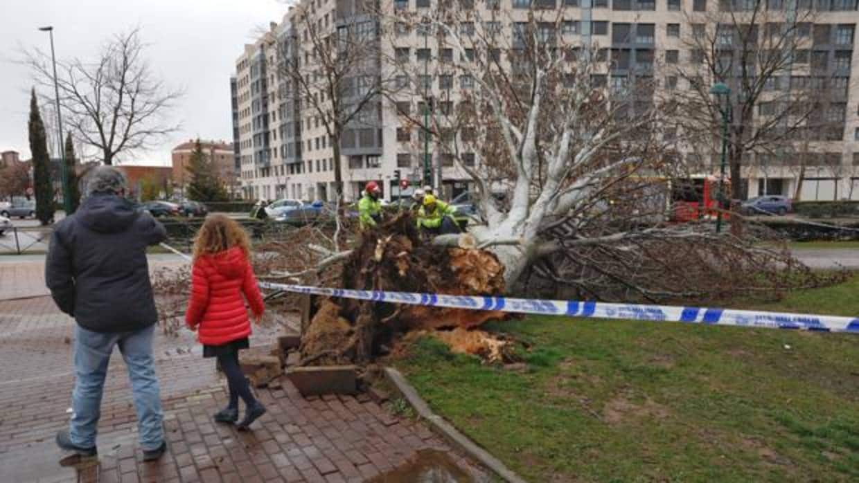El viento derriba un árbol de grandes dimensiones en Valladolid