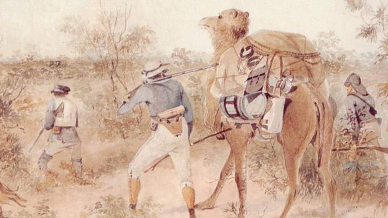 El explorador John Ainsworth Horrocks con su camello canario Harry