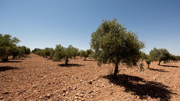 Dehesa de Luna también es olivar