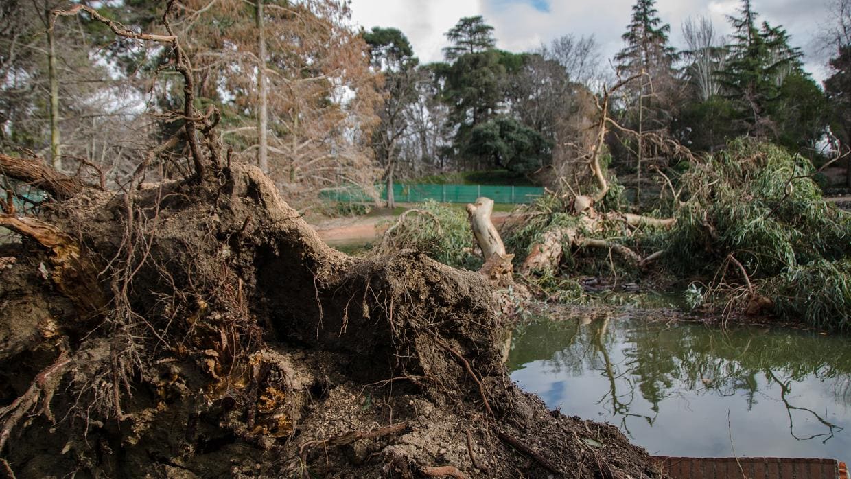 Un árbol caído a causa del temporal en el madrileño parque de El Retiro