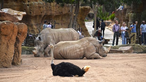 Bioparc celebra la Semana Santa con un servicio gratuito de rutas guiadas