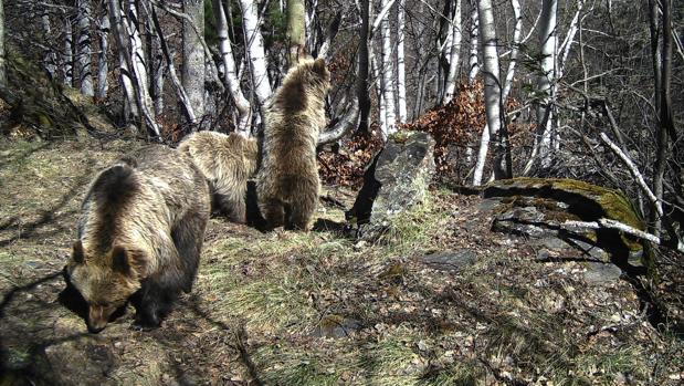 Nacen seis cachorros de oso pardo en los Pirineos catalanes