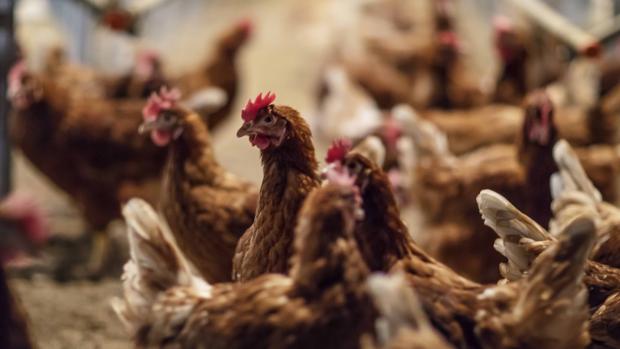Mercadona pone a la venta huevos procedentes de gallinas libres de jaula