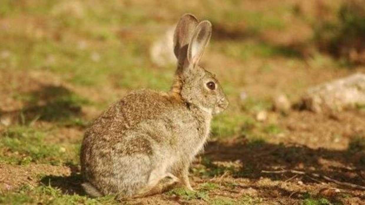 La plaga de conejos está ocasionando cuantiosas pérdidas a los agricultores de la región