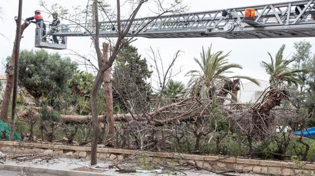 Los Bomberos talan árboles para evitar caídas por el viento en la romería de la Santa Faz