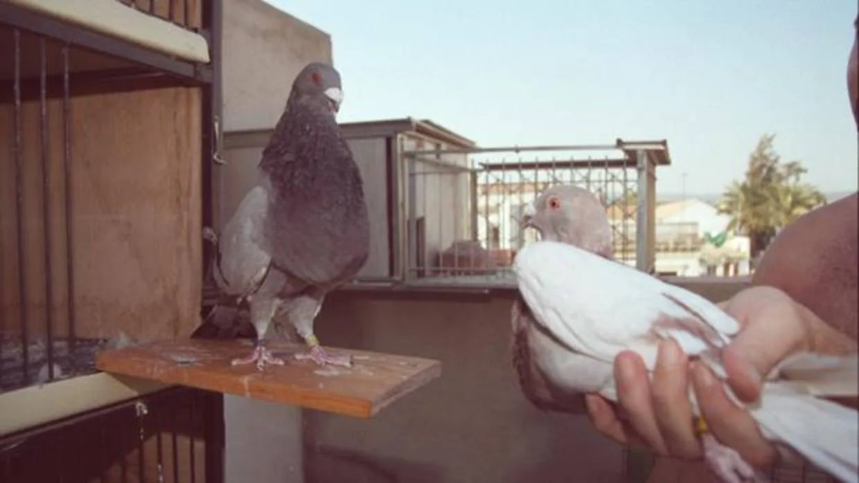 La colombicultura es una actividad deportiva que se basa en la suelta de palomas