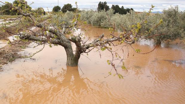 El Ebro arrasa 15.000 hectáreas, la riada va a más y se sopesa evacuar pueblos