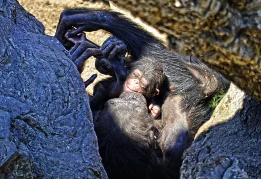 Vídeo: el nacimiento de una cría de chimpancé sorprende a un grupo de turistas en Valencia