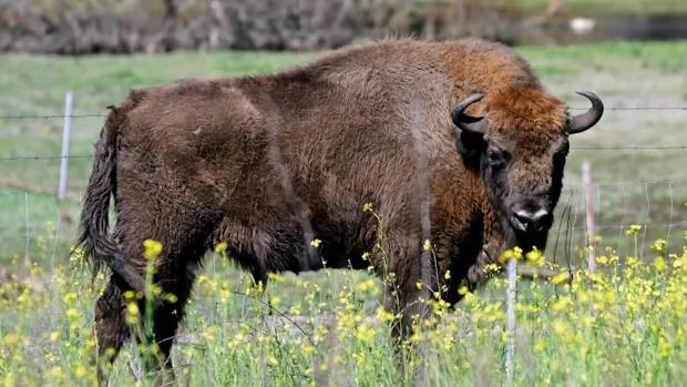 Segovia acoge once bisontes europeos dentro de un programa de conservación de la especie