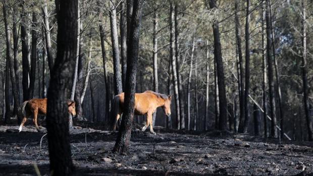 Monte quemado en el municipio pontevedrés de As Neves, tras la ola de incendios del pasado octubre