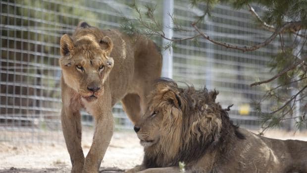 El impactante vídeo de la recuperación de dos leones rescatados malheridos  de un circo