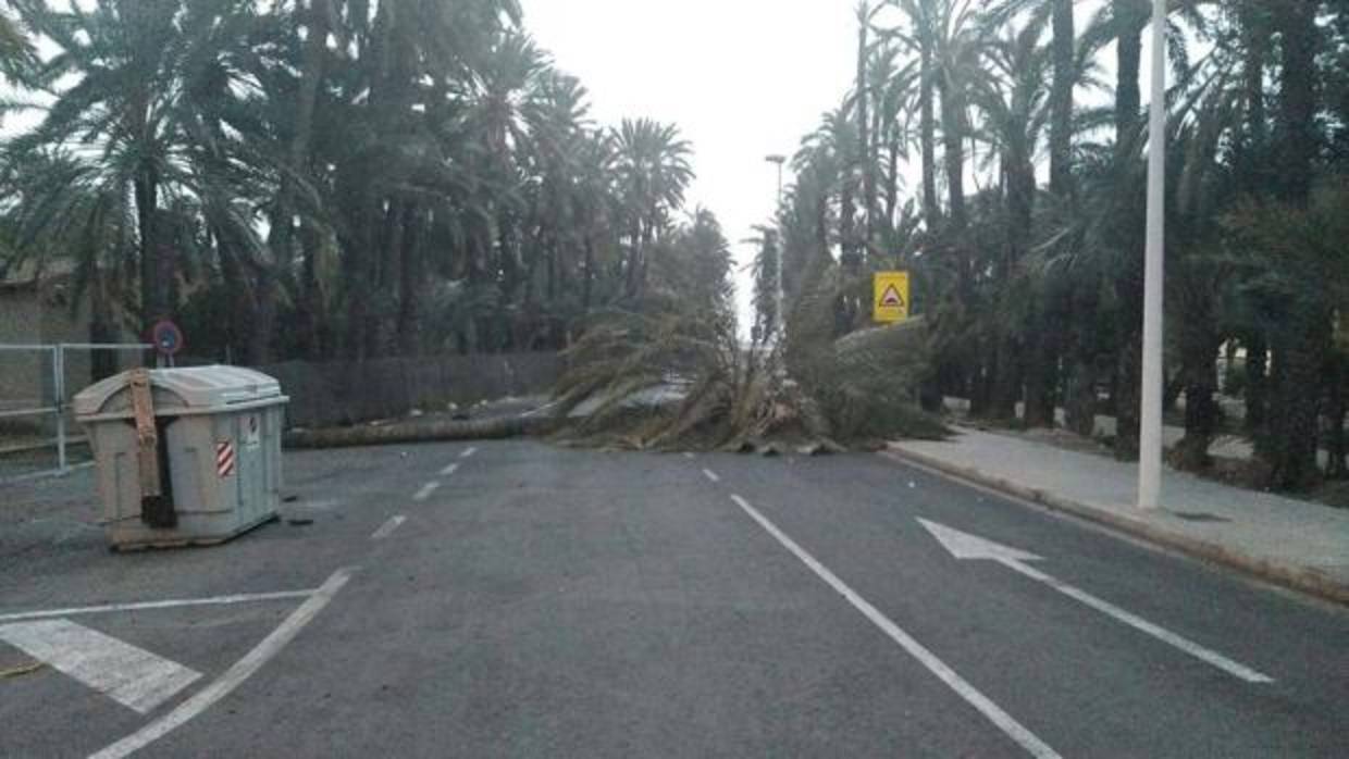 Imagen de una palmera tumbada por el viento en Elche