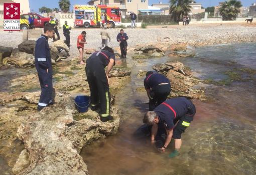 Imagen del rescate del delfín varado en Benicarló