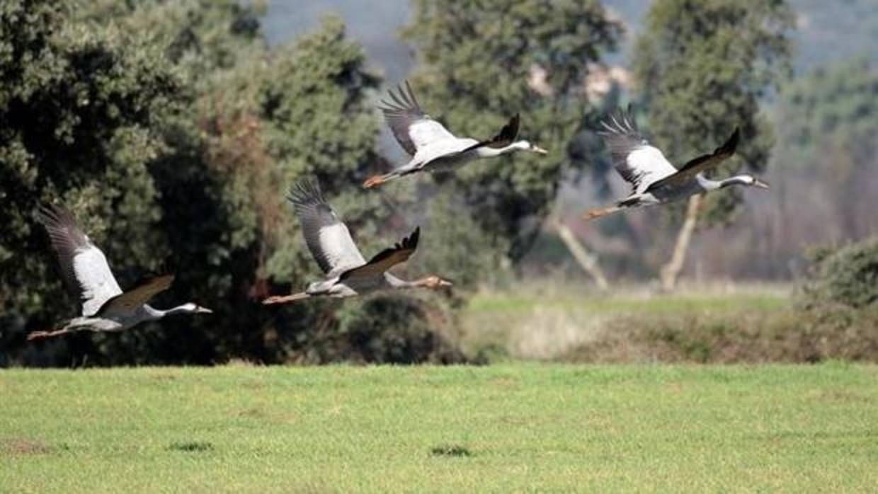 Cigüeñas blancas en el Parque Nacional de Cabañeros