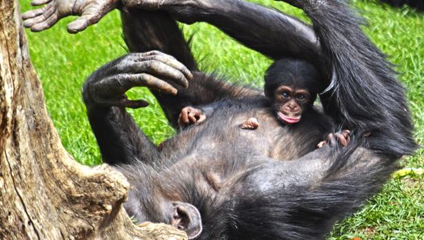 La conmovedora muerte de una cría de chimpancé en peligro de extinción en brazos de su madre