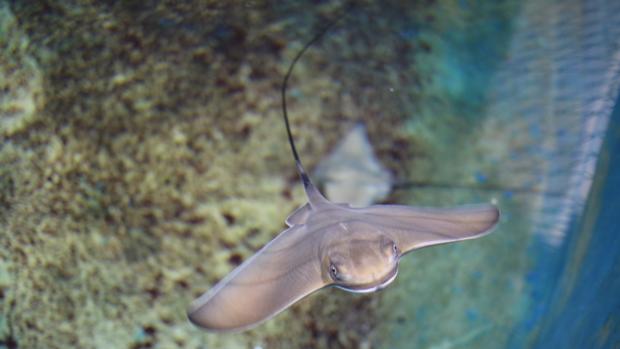 Nacen cuatro rayas de la especie «Águila marina» en el Oceanogràfic