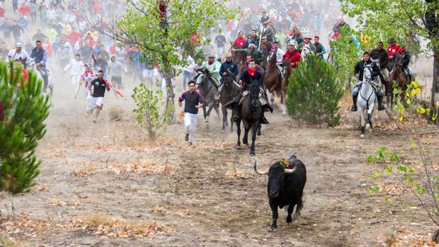 El TSJ de Castilla y León avala el decreto de la Junta contra el Toro de la Vega