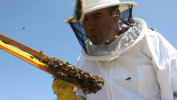 Un hombre, grave tras ser atacado por abejas