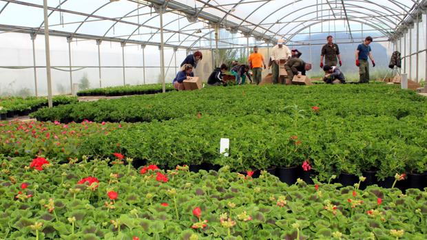 Los pueblos de Huesca se engalanan con más de 50.000 plantas florales