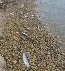 Peces sin vida se acumulan en la orilla del río