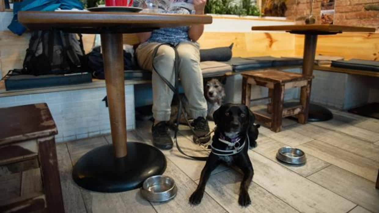 Un cliente de Entre Dogs, acompañado por su mascota