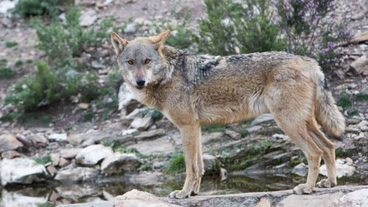 Ejemplar de lobo, especie cinegética únicamente al norte del Duero
