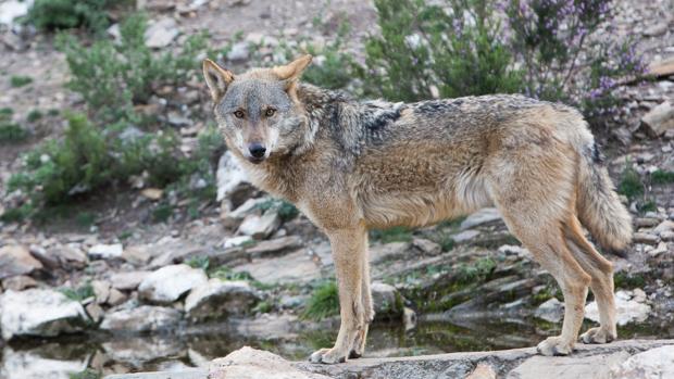 La Junta asegura que el lobo se podrá volver a cazar al norte del Duero
