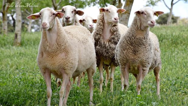 Pago Valle de los Molinos: las ovejas de los quesos de oro