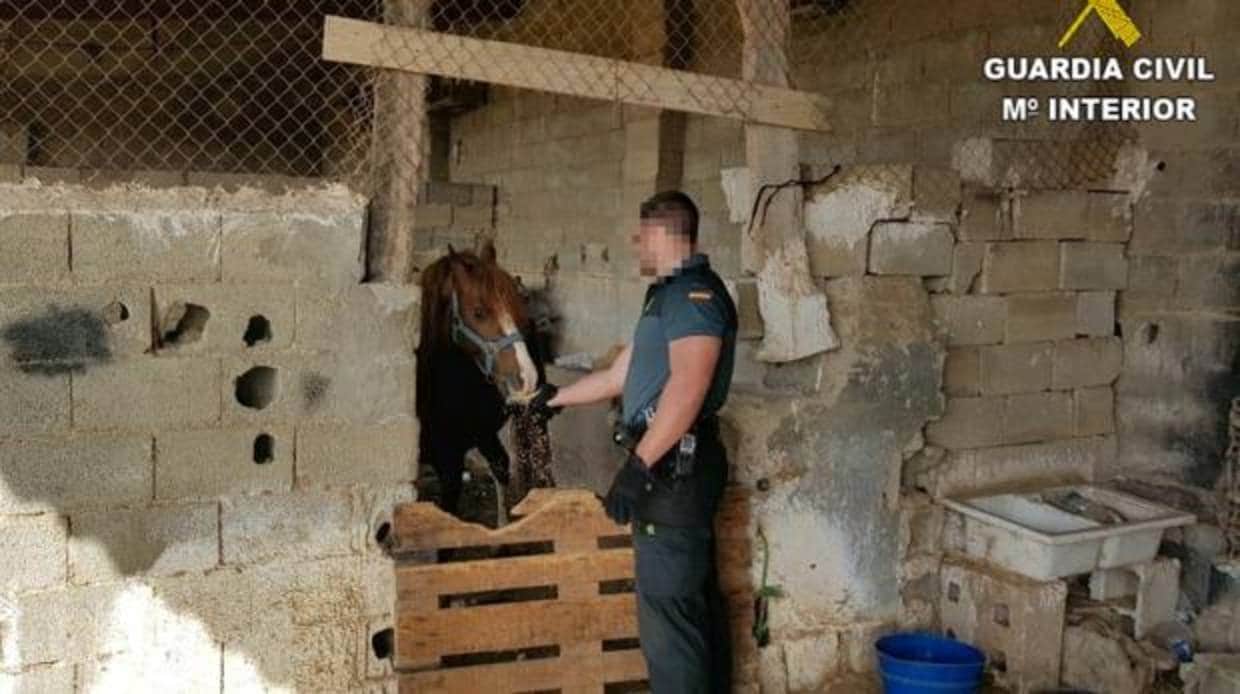 Uno de los caballos encontrado sin comida ni agua, en pésimas condiciones, en la finca de Torrevieja