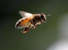 En la UCI una octogenaria tras recibir 2.000 picaduras de abejas