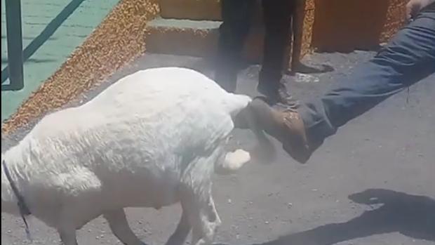 El Día de Canarias no es para maltratar a animales