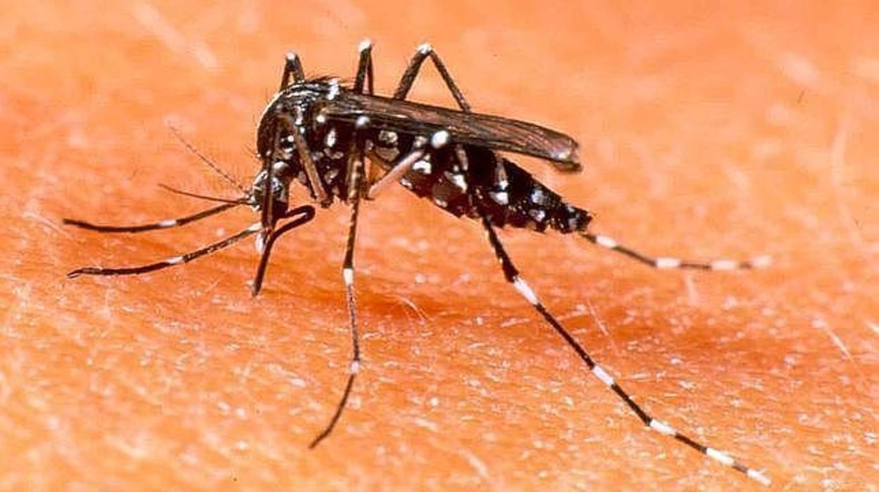 El mosquito tigre transmite el Zika, el Dengue, el Chikunguya y el virus del Nilo Occidental
