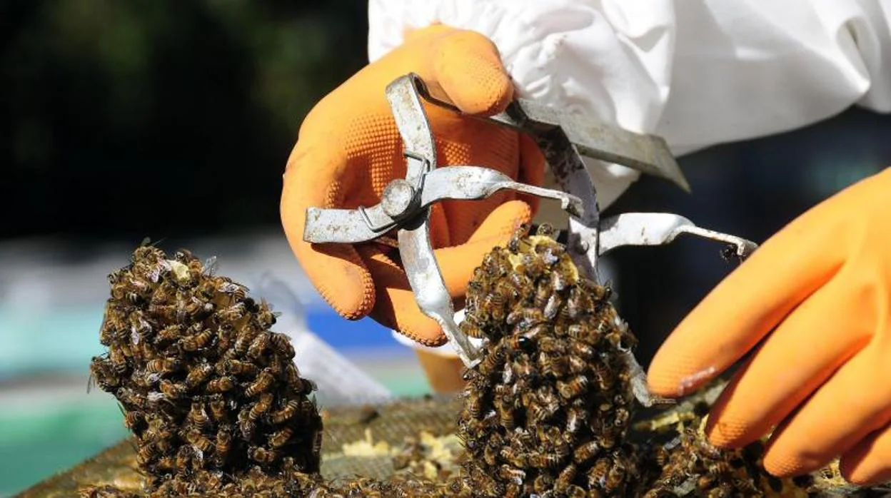 Un apicultor manipulando una colmena