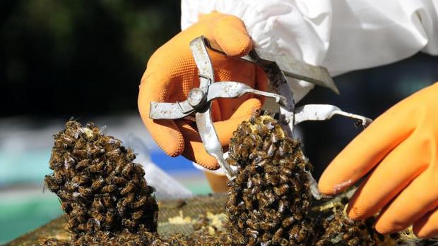 El cambio climático merma a la mitad la población de abejas