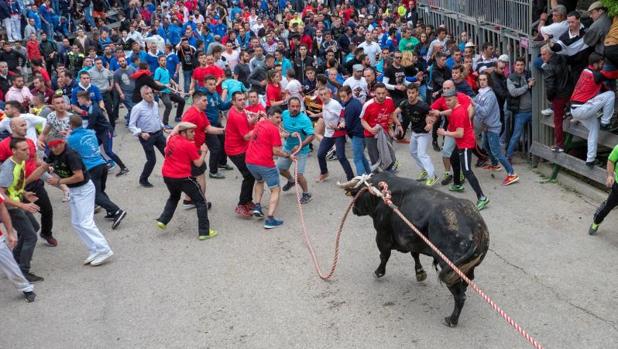 Toro ensogado por la delegación de Amposta, exhibido este fin de semana en el casco histórico de Cuenca