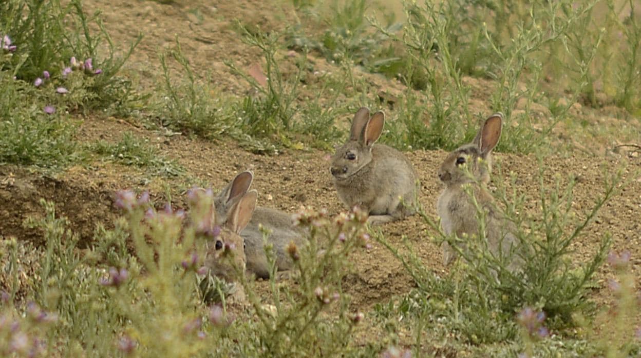 La proliferación de conejos se arrastra desde hace varios años y afecta a varias regiones españolas