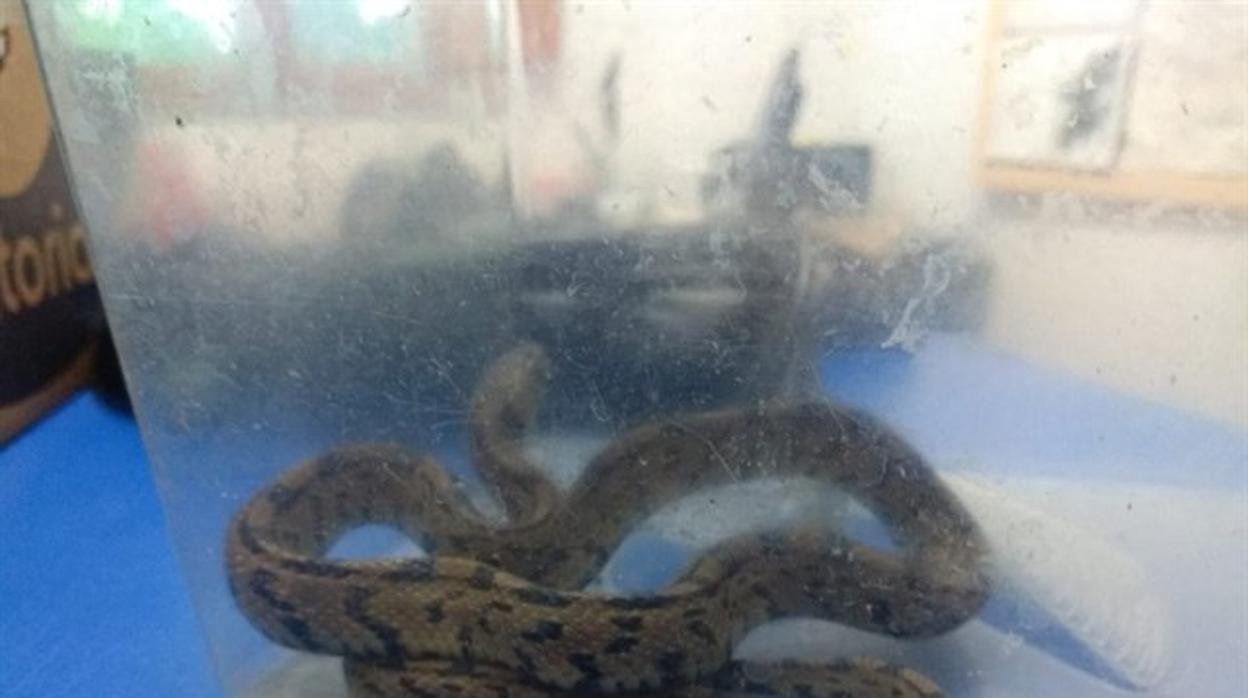 Serpiente encontrada en Valladolid