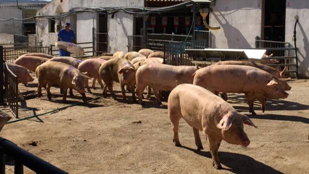 Luz verde ambiental para una granja con casi 2.000 cerdos en Malpica