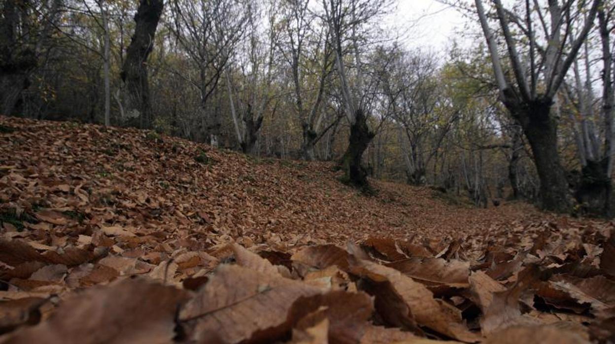 Un bosque en la zona de O Courel, en la montaña de Lugo