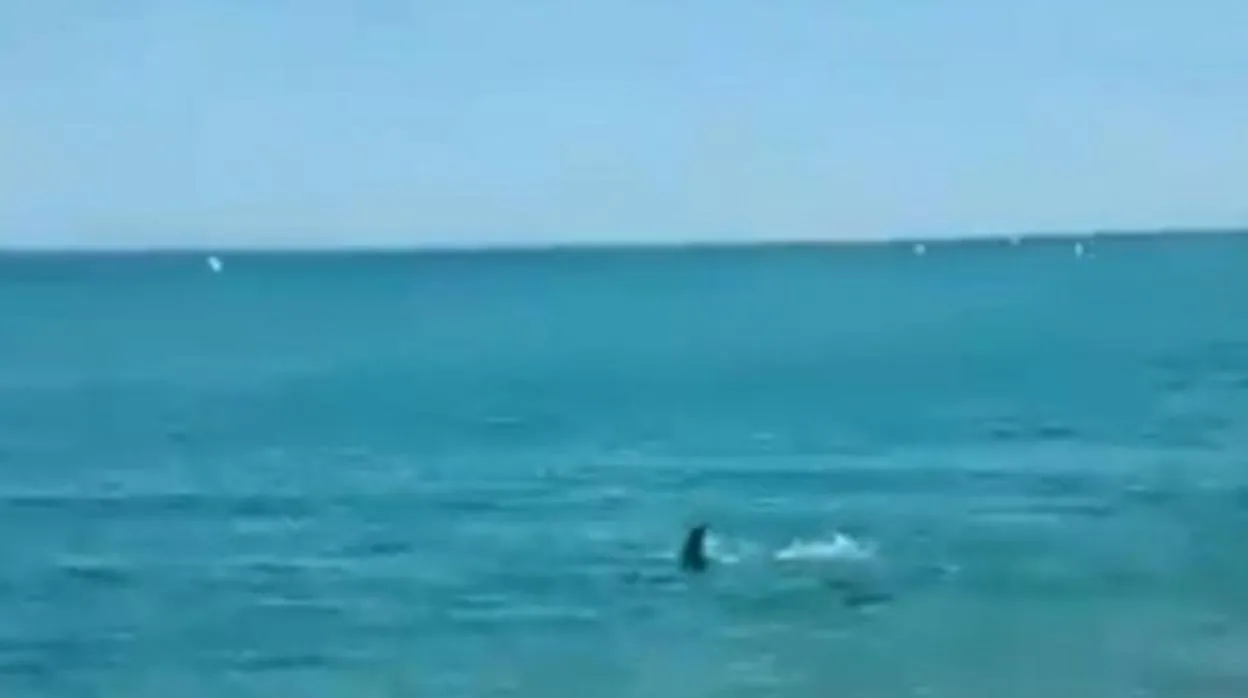 Fotograma del vídeo en el que aparece el supuesto tiburón