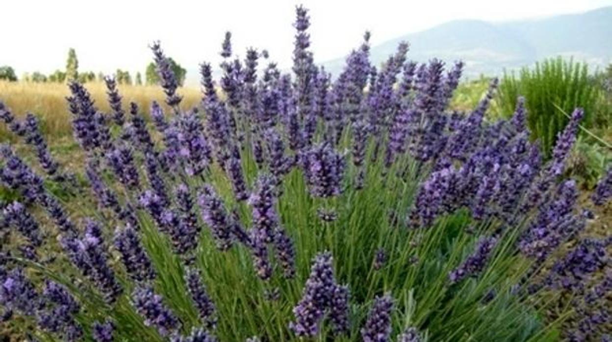 La lavanda conquista el castillo de Torija